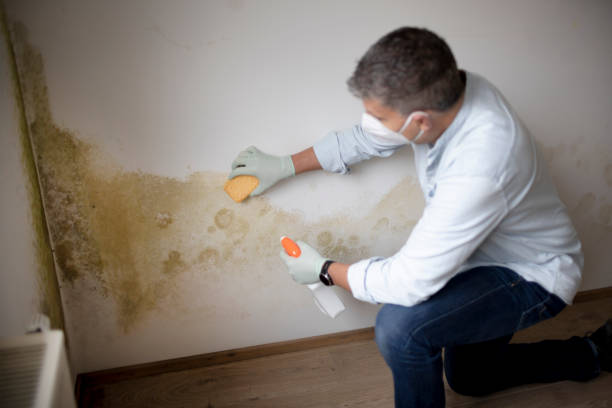 Best Post-Remediation Verification Testing  in Weslaco, TX