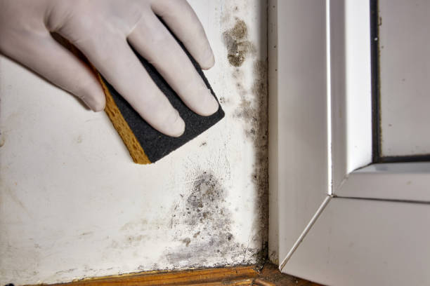 Professional Mold Removal in Weslaco, TX