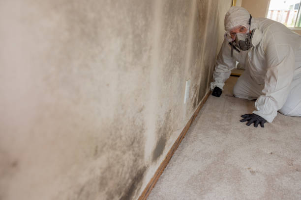 Mold Remediation for Rental Properties in Weslaco, TX